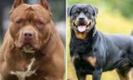 ಗೋವಾದಲ್ಲಿ ಆಕ್ರಮಣಕಾರಿ ನಾಯಿ ತಳಿಗಳ ನಿಷೇಧ…?