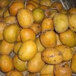 ಗೋವಾದಲ್ಲಿ ಒಂದು ಮಾವಿನ ಹಣ್ಣಿಗೆ 600 ರೂ….!