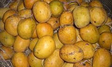 ಗೋವಾದಲ್ಲಿ ಒಂದು ಮಾವಿನ ಹಣ್ಣಿಗೆ 600 ರೂ….!