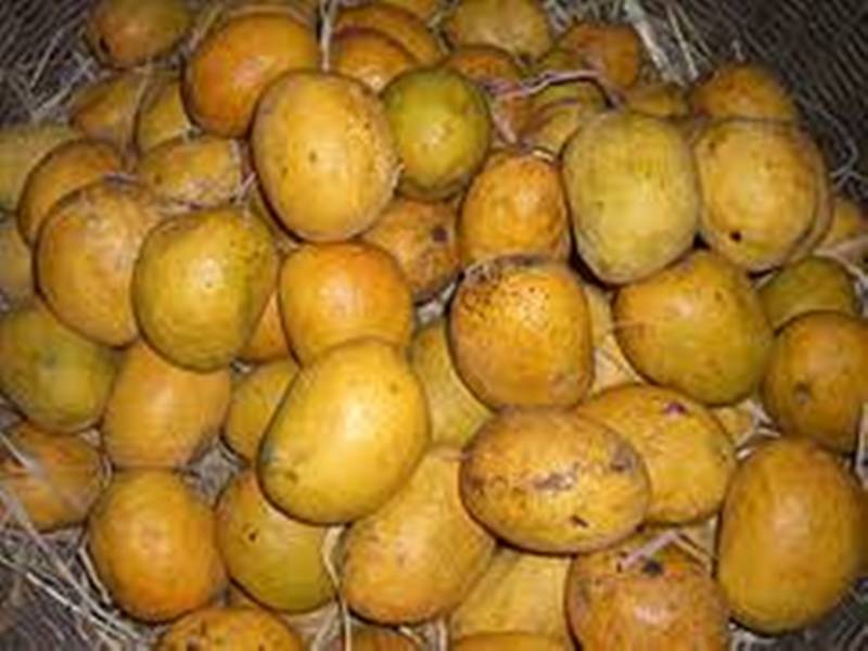 ಗೋವಾದಲ್ಲಿ ಒಂದು ಮಾವಿನ ಹಣ್ಣಿಗೆ 600 ರೂ….!