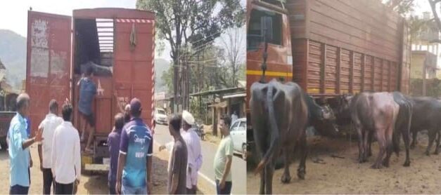 ವಾಹನಗಳಲ್ಲಿ ಅಕ್ರಮ ಎಮ್ಮೆಗಳ ಸಾಗಾಟ;ಪೋಲಿಸ್ ಕಾರ್ಯಾಚರಣೆಯ ಮೂಲಕ ರಕ್ಷಣೆ
