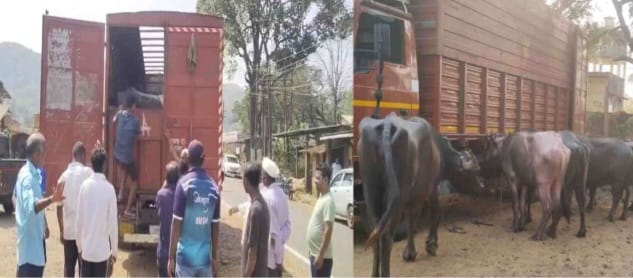 ವಾಹನಗಳಲ್ಲಿ ಅಕ್ರಮ ಎಮ್ಮೆಗಳ ಸಾಗಾಟ;ಪೋಲಿಸ್ ಕಾರ್ಯಾಚರಣೆಯ ಮೂಲಕ ರಕ್ಷಣೆ