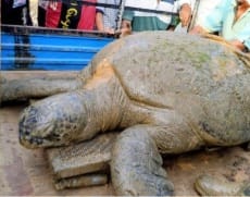 ನಿತ್ರಾಣಗೊಂಡು ನದಿ ತೀರಕ್ಕೆ ಬಂದ ನೂರು ಕೆಜಿ ತೂಕದ ಅಪರೂಪದ ಆಮೆ ರಕ್ಷಣೆ