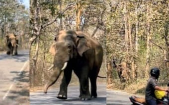 ಭಾಗವತಿ ರಸ್ತೆಯ ಮಧ್ಯದಲ್ಲಿ ಒಂಟಿ ಸಲಗದ ಓಡಾಟ;ವಾಹನ ಸವಾರರಲ್ಲಿ ಹೆಚ್ಚಿದ ಆತಂಕ