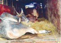 ಅಕ್ರಮ ಜಾನುವಾರ ಸಾಗಾಟ: ಮೂವರ ಬಂಧನ, ಪ್ರಕರಣ ದಾಖಲು