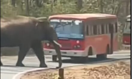 ಸಾರಿಗೆ ಬಸ್ ಗಳನ್ನು ಕೆಲ ನಿಮಿಷ ಅಡ್ಡಗಟ್ಟಿ ನಿಂತ ಒಂಟಿಸಲಗ ; ಪ್ರಯಾಣಿಕರು ಭಯಭೀತ