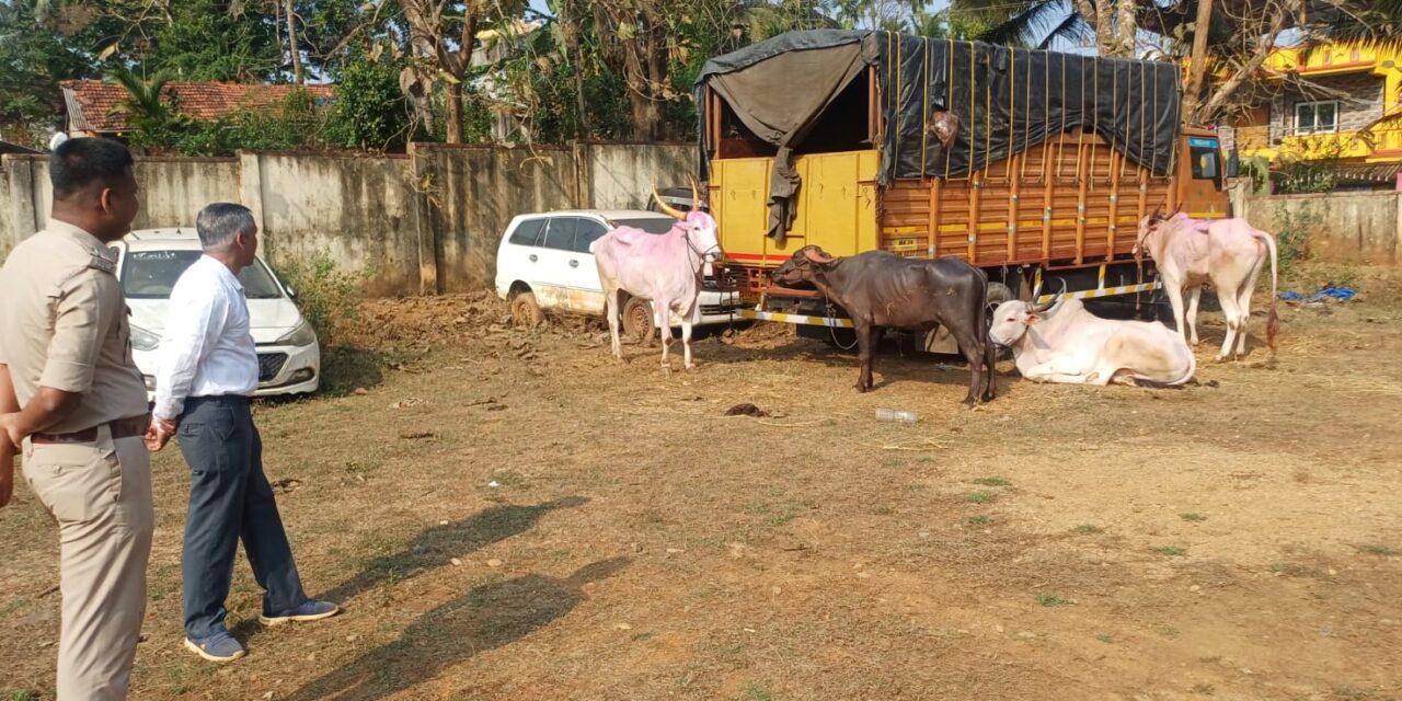ಯಲ್ಲಾಪುರದಲ್ಲಿ 19 ಜಾನುವಾರುಗಳ ರಕ್ಷಣೆ