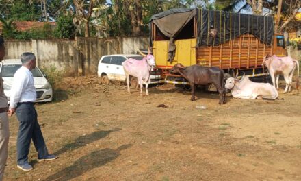 ಯಲ್ಲಾಪುರದಲ್ಲಿ 19 ಜಾನುವಾರುಗಳ ರಕ್ಷಣೆ