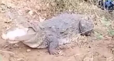 ಪಂಪಾಸು ಪ್ರದೇಶದಲ್ಲಿ ಮೊಸಳೆಯ ಚಲನವಲನ;ಭಯದ ವಾತಾವರಣ