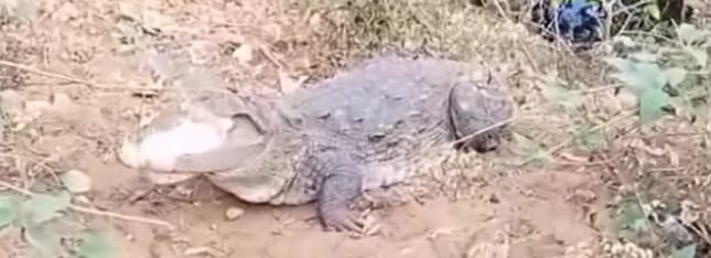 ಪಂಪಾಸು ಪ್ರದೇಶದಲ್ಲಿ ಮೊಸಳೆಯ ಚಲನವಲನ;ಭಯದ ವಾತಾವರಣ