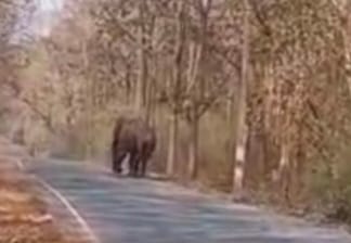 ಕುಳಗಿ-ಭಾಗವತಿ ನಡು ರಸ್ತೆಯಲ್ಲಿ ಒಂಟಿ ಸಲಗದ ಓಡಾಟ;ಎಚ್ಚರಿಕೆ ಅಗತ್ಯ