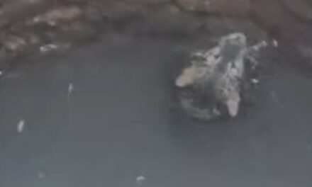 ಹಳಗಾ ಗ್ರಾಮದಲ್ಲಿ ಬಾವಿಗೆ ಬಿದ್ದ ಚಿರತೆ;ಸುರಕ್ಷಿತ ರಕ್ಷಣಾ ಕಾರ್ಯಾಚರಣೆ