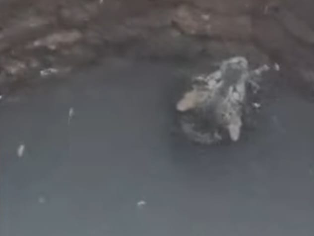 ಹಳಗಾ ಗ್ರಾಮದಲ್ಲಿ ಬಾವಿಗೆ ಬಿದ್ದ ಚಿರತೆ;ಸುರಕ್ಷಿತ ರಕ್ಷಣಾ ಕಾರ್ಯಾಚರಣೆ