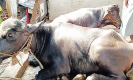 ಅಕ್ರಮ ಜಾನುವಾರಗಳ ಸಾಗಾಟ ಪತ್ತೆ, ಜಾನುವಾರಗಳ ವಶ;ಪ್ರಕರಣ ದಾಖಲು