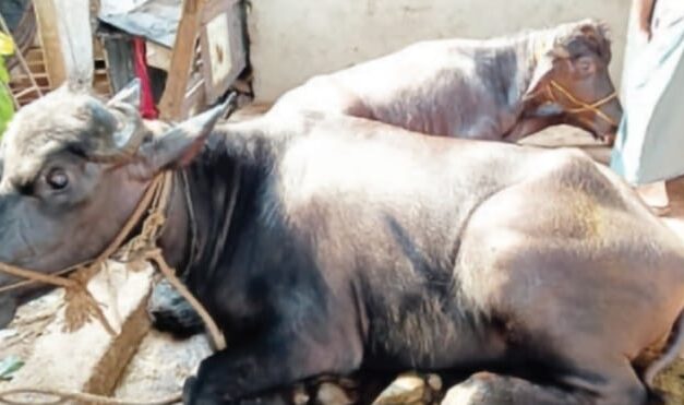 ಅಕ್ರಮ ಜಾನುವಾರಗಳ ಸಾಗಾಟ ಪತ್ತೆ, ಜಾನುವಾರಗಳ ವಶ;ಪ್ರಕರಣ ದಾಖಲು