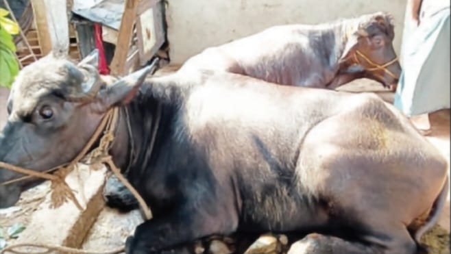 ಅಕ್ರಮ ಜಾನುವಾರಗಳ ಸಾಗಾಟ ಪತ್ತೆ, ಜಾನುವಾರಗಳ ವಶ;ಪ್ರಕರಣ ದಾಖಲು