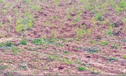 ರೈತರ ಹೊಲಗಳಿಗೆ ನುಗ್ಗಿದ ಕಾಡುಕೋಣಗಳ ಹಿಂಡು;ಅಪಾರ ಬೆಳೆ ಹಾನಿ