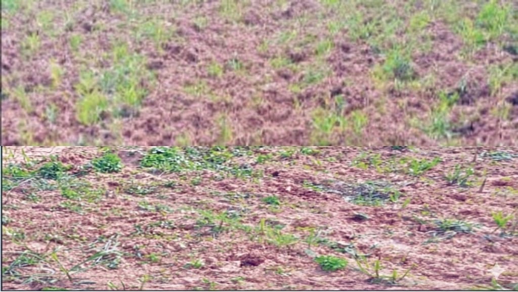 ರೈತರ ಹೊಲಗಳಿಗೆ ನುಗ್ಗಿದ ಕಾಡುಕೋಣಗಳ ಹಿಂಡು;ಅಪಾರ ಬೆಳೆ ಹಾನಿ
