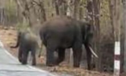 ಯಲ್ಲಾಪುರ-ಹಳಿಯಾಳ ಗಡಿಭಾಗದ ಡೌಗಿನಾಳ ಬಳಿ ಕಾಡಾನೆ ಓಡಾಟ:ಸ್ಥಳೀಯರಲ್ಲಿ ಭಯದ ವಾತಾವರಣ