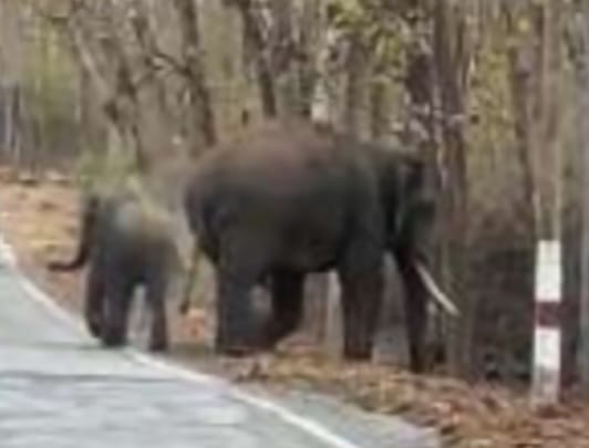 ಯಲ್ಲಾಪುರ-ಹಳಿಯಾಳ ಗಡಿಭಾಗದ ಡೌಗಿನಾಳ ಬಳಿ ಕಾಡಾನೆ ಓಡಾಟ:ಸ್ಥಳೀಯರಲ್ಲಿ ಭಯದ ವಾತಾವರಣ