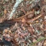 ವಂದೂರು ಸಮೀಪದ ಜಡಿಗದ್ದೆಯಲ್ಲಿ ಗೋವನ್ನು ಕೊಂದು,ಮಾಂಸ ಕಳವು