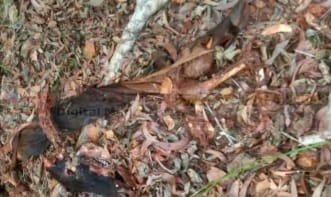 ವಂದೂರು ಸಮೀಪದ ಜಡಿಗದ್ದೆಯಲ್ಲಿ ಗೋವನ್ನು ಕೊಂದು,ಮಾಂಸ ಕಳವು