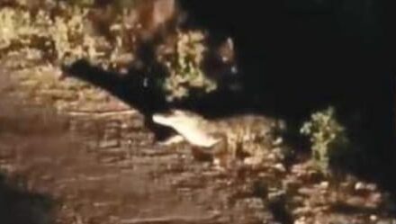 ಯಲ್ಲಾಪುರದ ಹೆದ್ದಾರಿಯ ಅಂಚಿನಲ್ಲಿ ಮೊಸಳೆ ಪ್ರತ್ಯಕ್ಷ;ಸಾರ್ವಜನಿಕರಲ್ಲಿ ಆತಂಕ