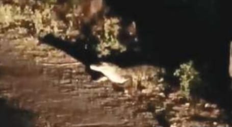 ಯಲ್ಲಾಪುರದ ಹೆದ್ದಾರಿಯ ಅಂಚಿನಲ್ಲಿ ಮೊಸಳೆ ಪ್ರತ್ಯಕ್ಷ;ಸಾರ್ವಜನಿಕರಲ್ಲಿ ಆತಂಕ