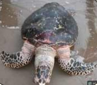 ಕಾರವಾರ ಬೀಚ್‌ನಲ್ಲಿ ಅಪರೂಪದ ‘ಹಾಕ್ಸ್ ಬಿಲ್‌’ ಕಡಲಾಮೆ ಮೃತ ಸ್ಥಿತಿಯಲ್ಲಿ ಪತ್ತೆ