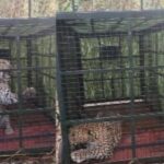 ವಾರದಿಂದ ಗ್ರಾಮಸ್ಥರ ನಿದ್ದೆಗೆಡಿಸಿದ್ದ ಚಿರತೆಯ ಅರಣ್ಯ ಇಲಾಖೆಯ ಬೋನಿನಲ್ಲಿ ಸೆರೆ