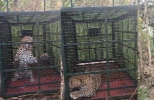 ವಾರದಿಂದ ಗ್ರಾಮಸ್ಥರ ನಿದ್ದೆಗೆಡಿಸಿದ್ದ ಚಿರತೆಯ ಅರಣ್ಯ ಇಲಾಖೆಯ ಬೋನಿನಲ್ಲಿ ಸೆರೆ