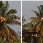 ದಾಂಡೇಲಿ ನಗರದ ಟೌನಶಿಪ್ ನಲ್ಲಿ ಸಿಡಿಲು ಬಡಿದು ಹೊತ್ತಿ ಉರಿದ ತೆಂಗಿನ ಮರ; ತಪ್ಪಿದ ಭಾರಿ ಅನಾಹುತ