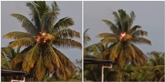 ದಾಂಡೇಲಿ ನಗರದ ಟೌನಶಿಪ್ ನಲ್ಲಿ ಸಿಡಿಲು ಬಡಿದು ಹೊತ್ತಿ ಉರಿದ ತೆಂಗಿನ ಮರ; ತಪ್ಪಿದ ಭಾರಿ ಅನಾಹುತ