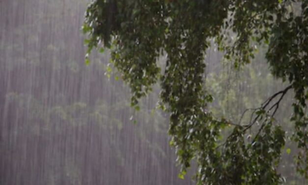 ಜೋಯಿಡಾ ಅಲ್ಲಲ್ಲಿ ಮಳೆ;ಅರಣ್ಯ ಇಲಾಖೆಯವರಿಗೆ ವರ