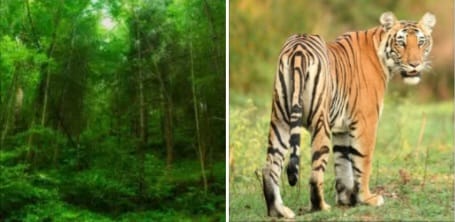 ಕಾಳಿ ಹುಲಿ ಸಂರಕ್ಷಿತ ಪ್ರದೇಶದ ಸುತ್ತ 663 ಚದರ ಕಿ.ಮೀ. ‘ಪರಿಸರ ಸೂಕ್ಷ್ಮವಲಯ