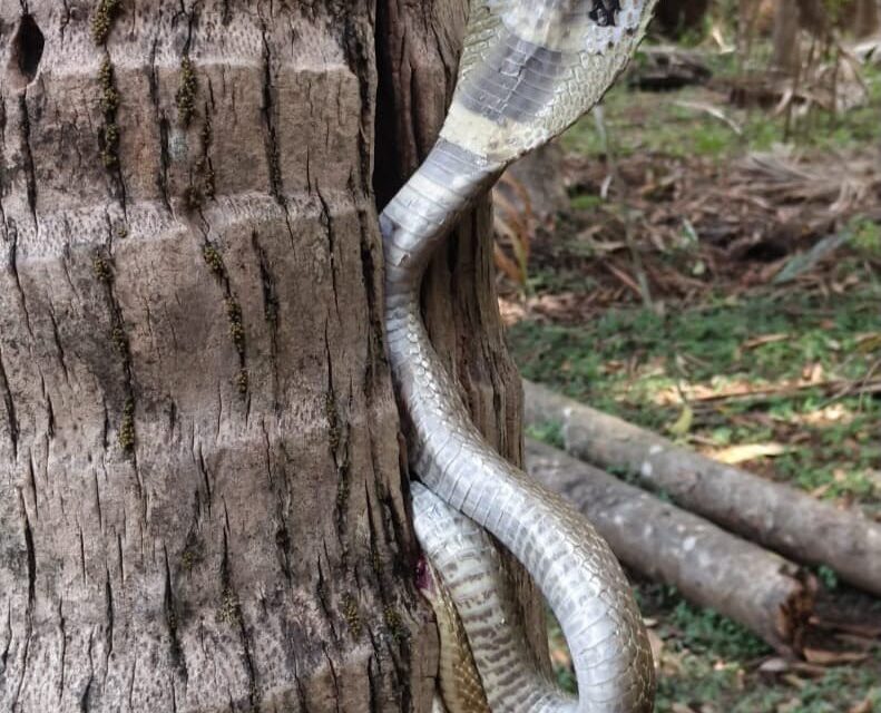 ಭಾರೀ ಗಾತ್ರದ ನಾಗರಹಾವು ರಕ್ಷಣೆ