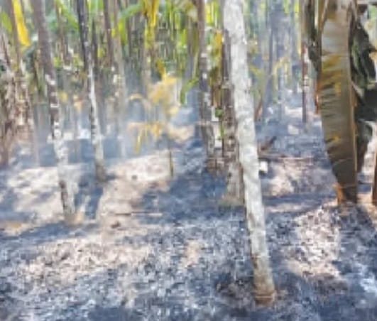 ಅಡಿಕೆ ತೋಟಕ್ಕೆ ಆಕಸ್ಮಿಕ ಬೆಂಕಿ ತಗುಲಿದ ಪರಿಣಾಮ ಬೆಳೆ ಹಾನಿ;ಲಕ್ಷಾಂತರ ರೂಪಾಯಿ ನಷ್ಟ