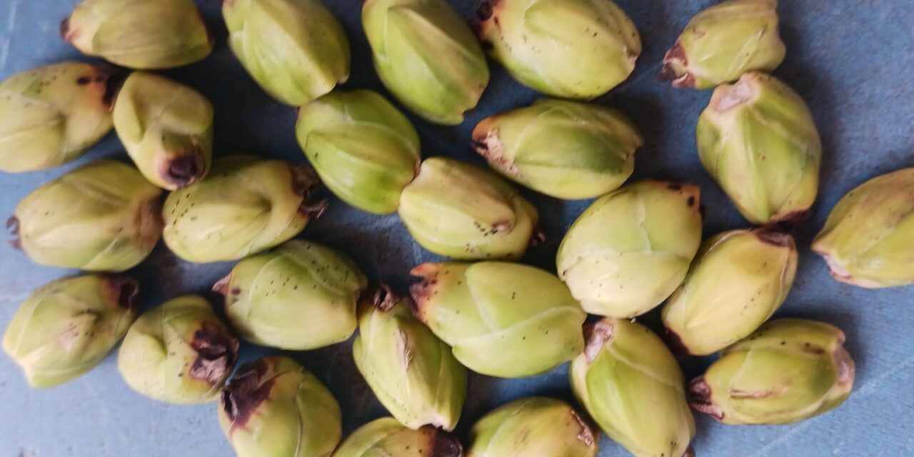 ಬಿಸಿಲಿಗೆ ಒಣಗುತ್ತಿವೆ ಅಡಿಕೆ ತೋಟಗಳು