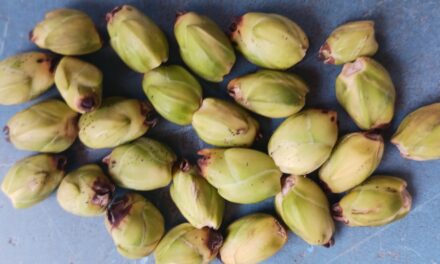 ಬಿಸಿಲಿಗೆ ಒಣಗುತ್ತಿವೆ ಅಡಿಕೆ ತೋಟಗಳು