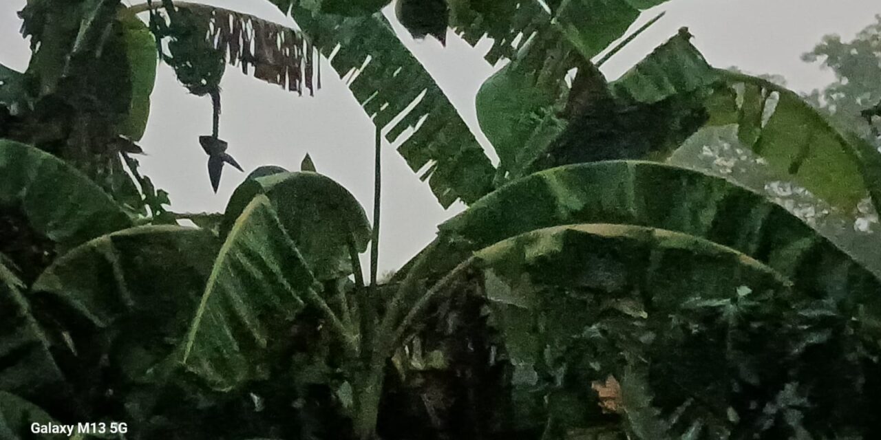 ಜೋಯಿಡಾದಲ್ಲಿ ಭಾರಿ ಮಳೆ