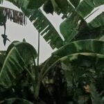 ಜೋಯಿಡಾದಲ್ಲಿ ಭಾರಿ ಮಳೆ