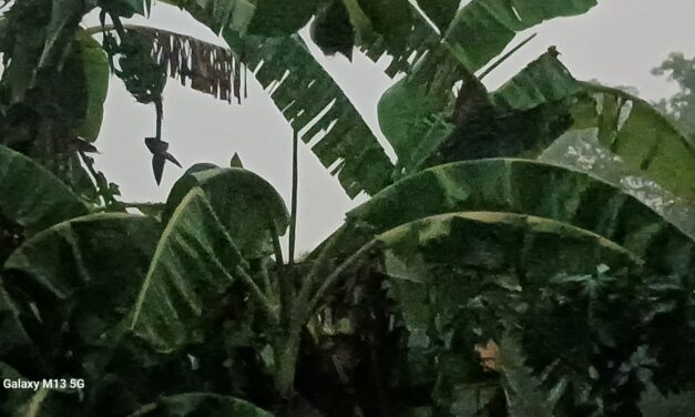 ಜೋಯಿಡಾದಲ್ಲಿ ಭಾರಿ ಮಳೆ