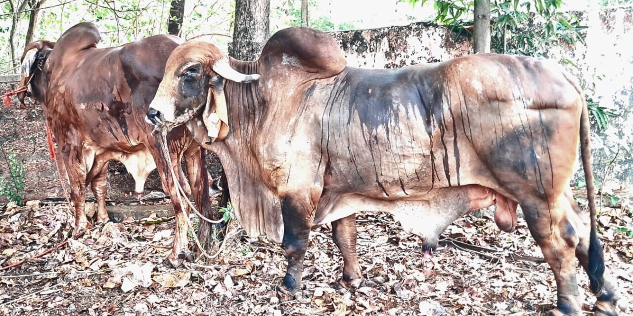 ಅಂಕೋಲಾದಲ್ಲಿ ಅಕ್ರಮ ಜಾನುವಾರು ಸಾಗಾಟ ಪ್ರಕರಣ