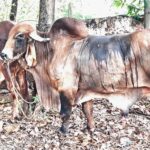 ಅಂಕೋಲಾದಲ್ಲಿ ಅಕ್ರಮ ಜಾನುವಾರು ಸಾಗಾಟ ಪ್ರಕರಣ