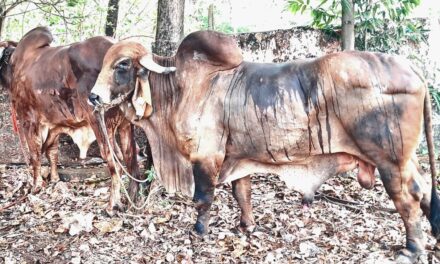 ಅಂಕೋಲಾದಲ್ಲಿ ಅಕ್ರಮ ಜಾನುವಾರು ಸಾಗಾಟ ಪ್ರಕರಣ