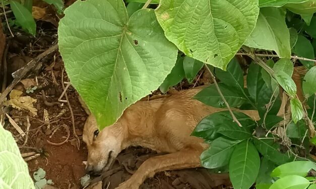 ನಾಯಿಗೆ ವಿಷವಿಟ್ಟ ಪಾಪಿಗಳು!