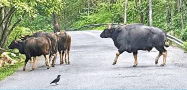 ಕಣ್ಣಿಗೇರಿ ಬಳಿ ರಸ್ತೆಯಲ್ಲಿ ಕಾಡುಕೋಣಗಳ ಓಡಾಟ; ಸ್ಥಳೀಯರಲ್ಲಿ ಆತಂಕ