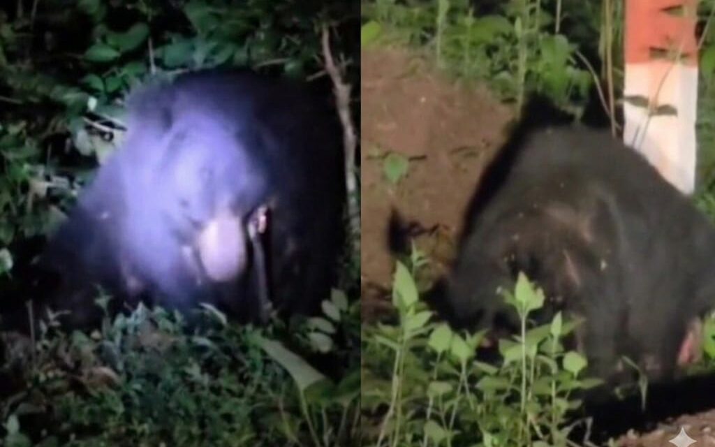 ಜೋಯಿಡಾದ ಪ್ರಧಾನಿ ಬದಿಯ ರಸ್ತೆಯಲ್ಲಿ ಕರಡಿಯ ಚಲನವಲನ
