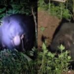 ಜೋಯಿಡಾದ ಪ್ರಧಾನಿ ಬದಿಯ ರಸ್ತೆಯಲ್ಲಿ ಕರಡಿಯ ಚಲನವಲನ