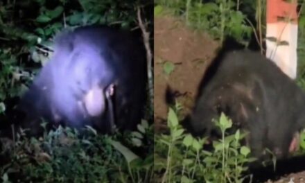 ಜೋಯಿಡಾದ ಪ್ರಧಾನಿ ಬದಿಯ ರಸ್ತೆಯಲ್ಲಿ ಕರಡಿಯ ಚಲನವಲನ